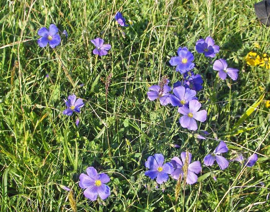 Linum a confronto